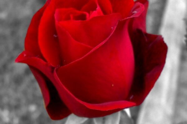 funerale-emilio-giacomo-marini-terni