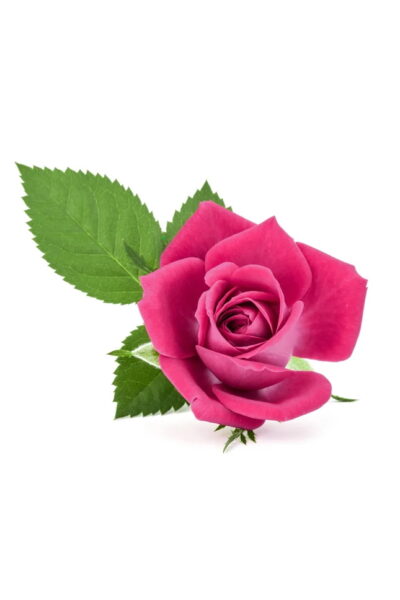 funerale-felicita-ceccaccio-terni