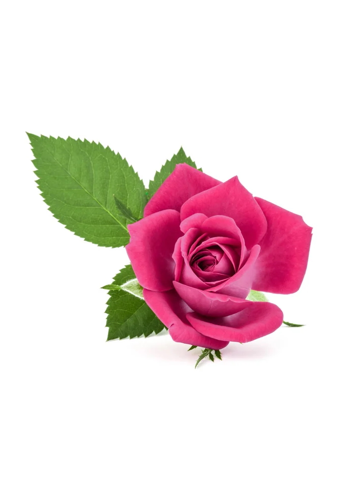 funerale-felicita-ceccaccio-terni