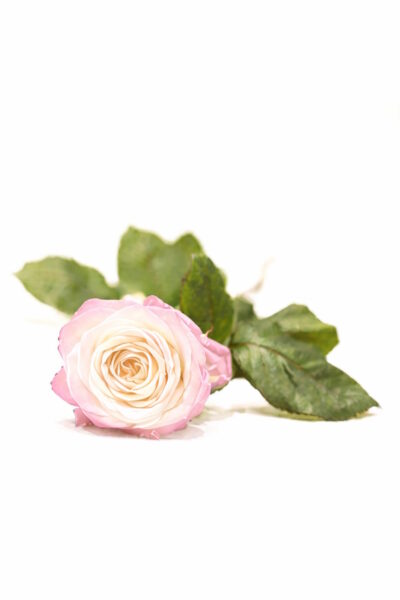 funerale-marcella-leoni-terni